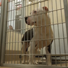 Metro Atlanta animal shelters looking to give at-risks dogs a home 