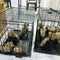 Endangered cheetah cubs rescued from illegal trade in Africa