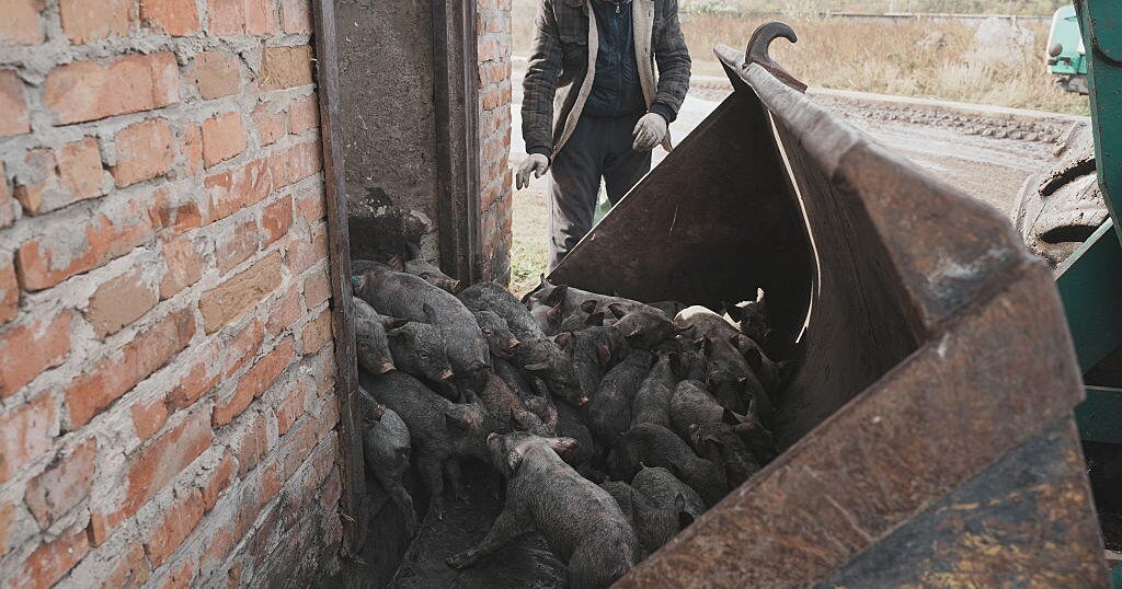 Ukraine: Russian Drone Strike Kills 13,000 Pigs, Targets Critical Gas Infrastructure in Kharkiv
