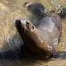 NOAA backtracks on alleged sea lion decapitation at Central California beach 