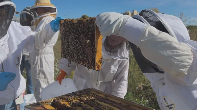 bees.png 
