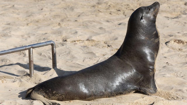 sea-lion.jpg 