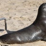 NOAA backtracks on alleged sea lion decapitation at Central California beach 