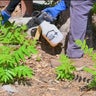 Invasive trees with unpleasant odor spread in Eaton Fire burn zone 