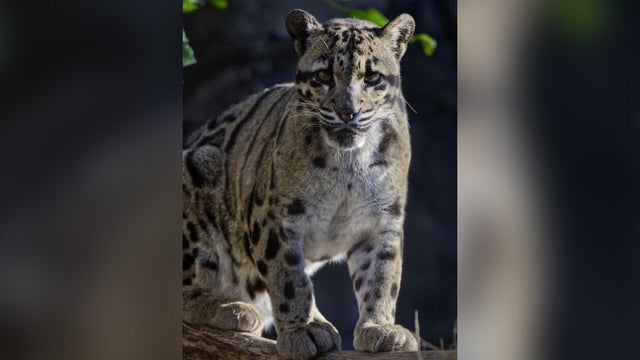 sac-zoo-serai-dies.jpg 