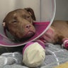 Dog shot in Pompano Beach recovering as deputies search for suspect 