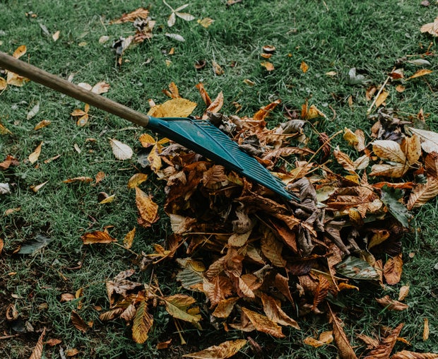 Close-up of a rake being pulled through a pile of autumn fallen leaves on grass