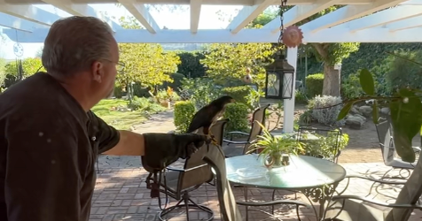 One of two hawks stolen from SoFi Stadium found safely - CBS Los Angeles