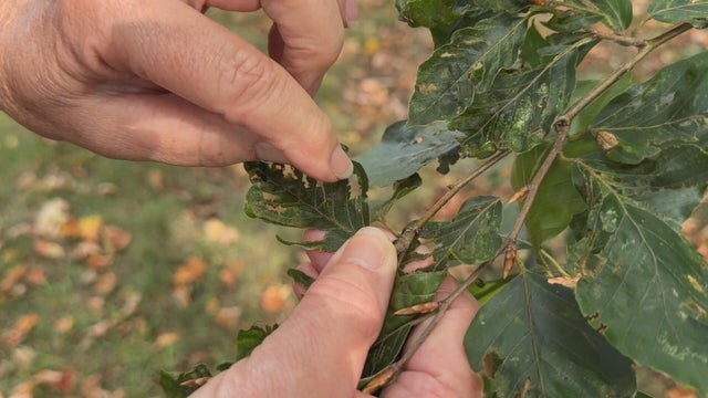 beech-leaf-disease-pkg-frame-3665.jpg 