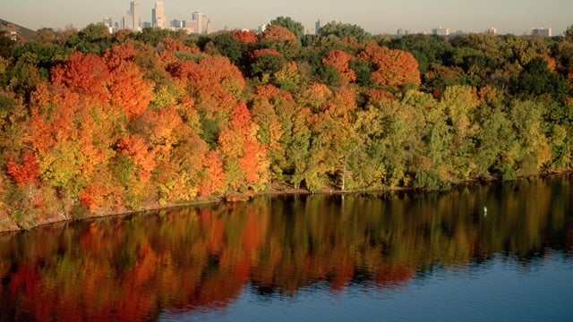 Minneapolis Skyscrapers Beyond Autumn Mississippi Trees 