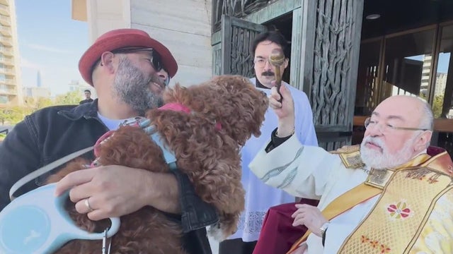 Blessing of the Animals 