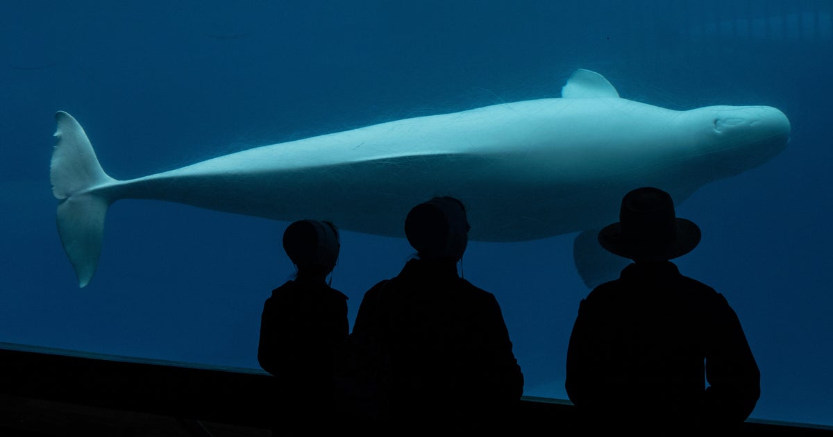 Marineland Threatens Euthanasia of 30 Beluga Whales After Federal Funding Denied