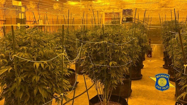 msp-illegal-grow-photo.jpg 