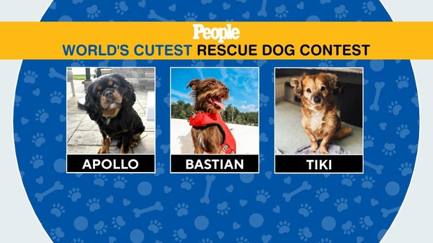 1008-cmo-dogs.jpg 