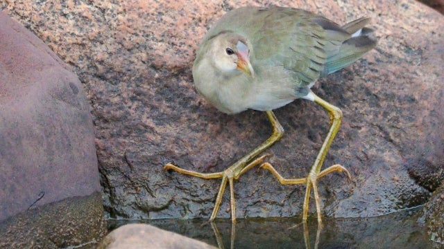purple-gallinule-slider.jpg 