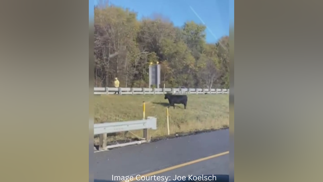 i79-highway-cow.png 