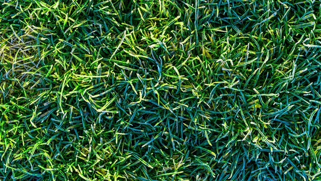 green grass lawn covered with morning hoarfrost texture 
