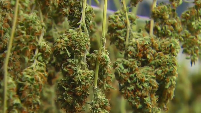 Michigan marijuana association sues state over new wholesale tax 