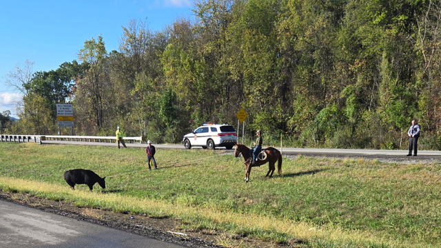 i79-highway-cow.png 