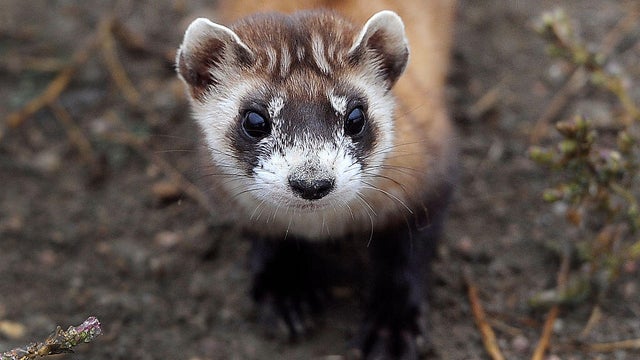 black-footed-ferret-colorado 