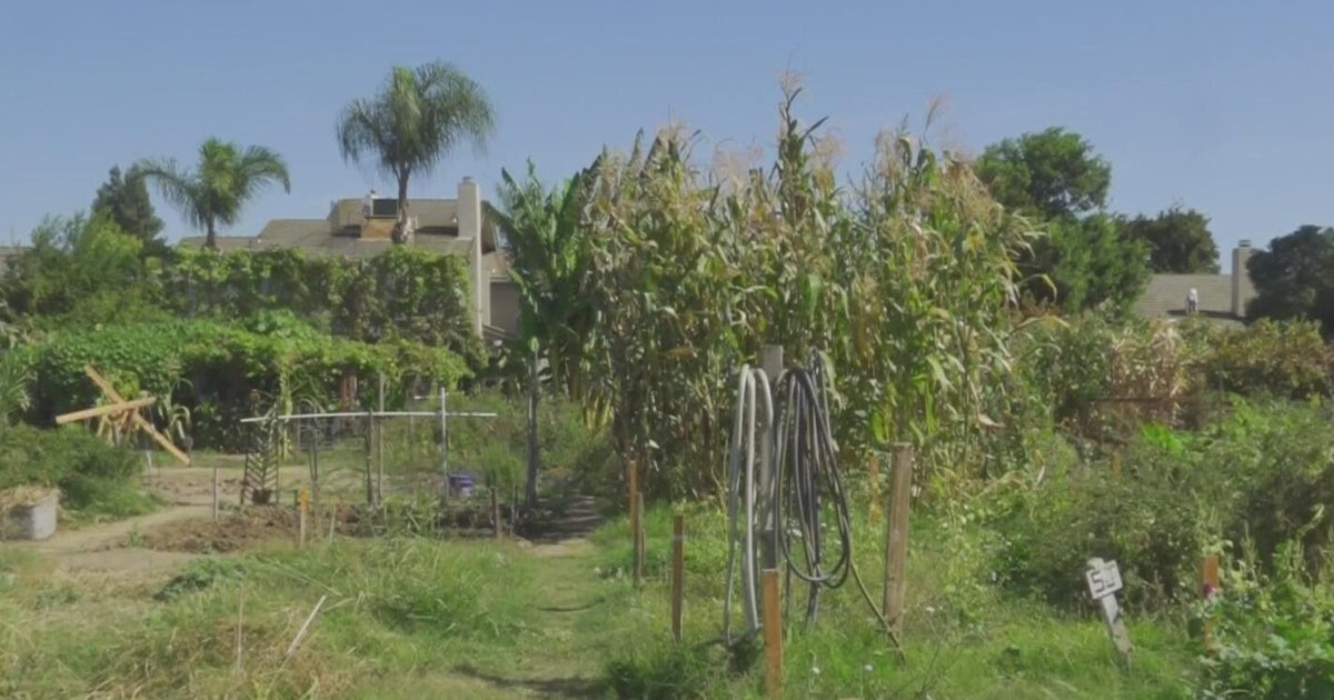Nonprofit turns old Modesto baseball field into thriving community garden