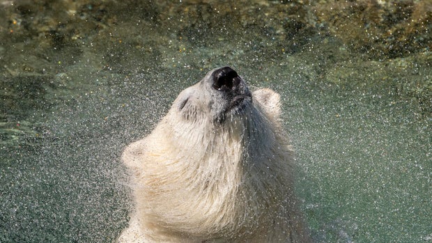 Astra the Polar Bear 