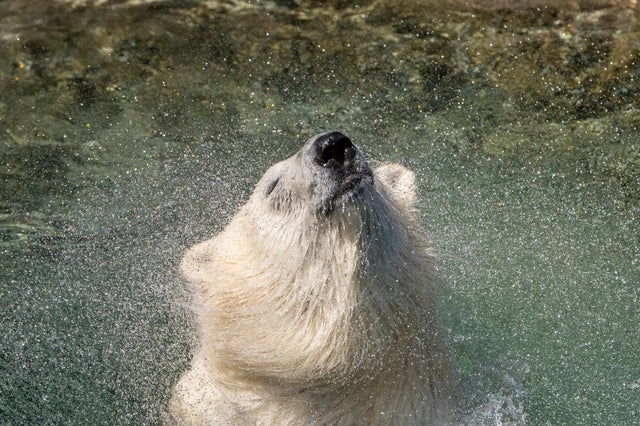 01-astra-polar-bear-credit-point-defiance-zoo-aquarium.jpg 