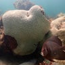 Climate El Nino Dies 