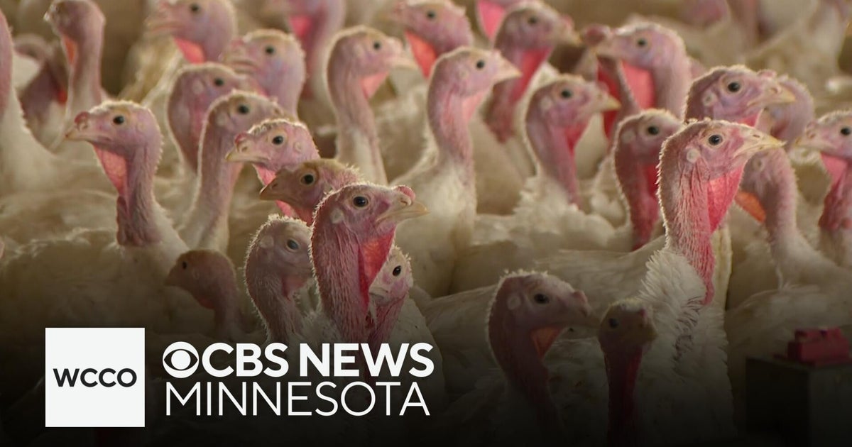 Minnesota farmers dealing with rise in bird flu cases - CBS Minnesota
