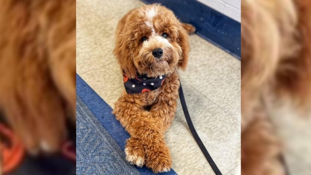 kdka-south-allegheny-school-district-therapy-dog-gladdy.jpg 