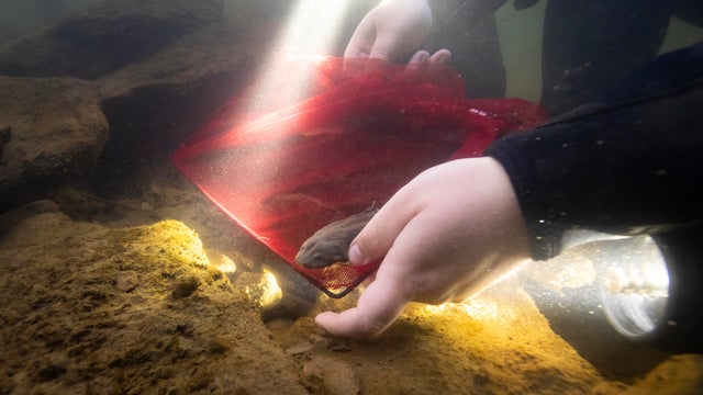 hellbender-release-2025-05989-grahm-s-jones-columbus-zoo-and-aquarium.jpg 