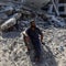 Remaining challenges for the Gaza peace plan