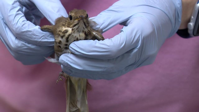 10p-pkg-wildlife-rehab-record-wcco8yon-00-00-1117.jpg 