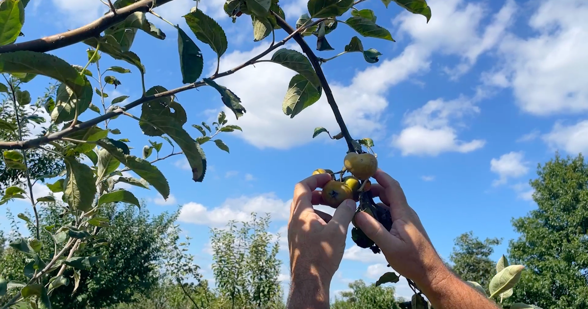 NYC's forgotten fruit orchard history revived in gardens, public spaces across the boroughs