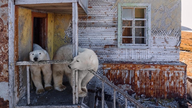 APTOPIX Russia Polar Bears Photo Gallery 