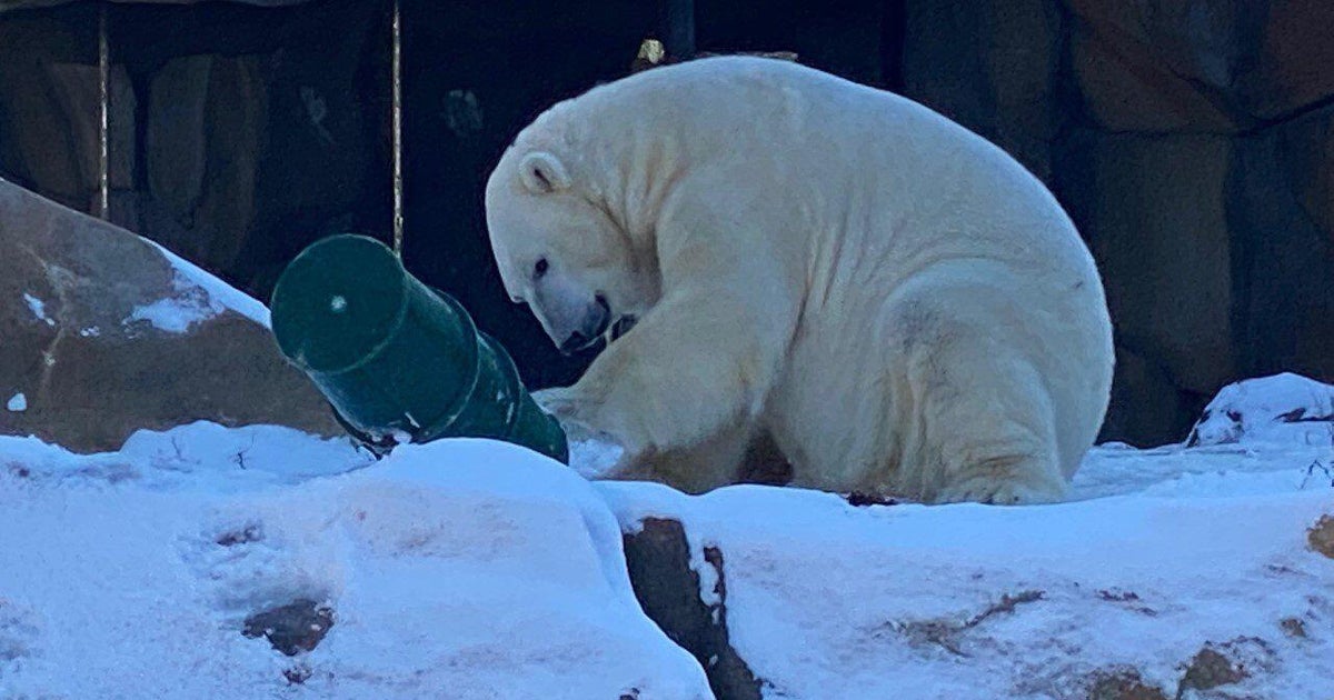 Siku, Lincoln Park Zoo polar bear, is moving to Madison, Wisconsin