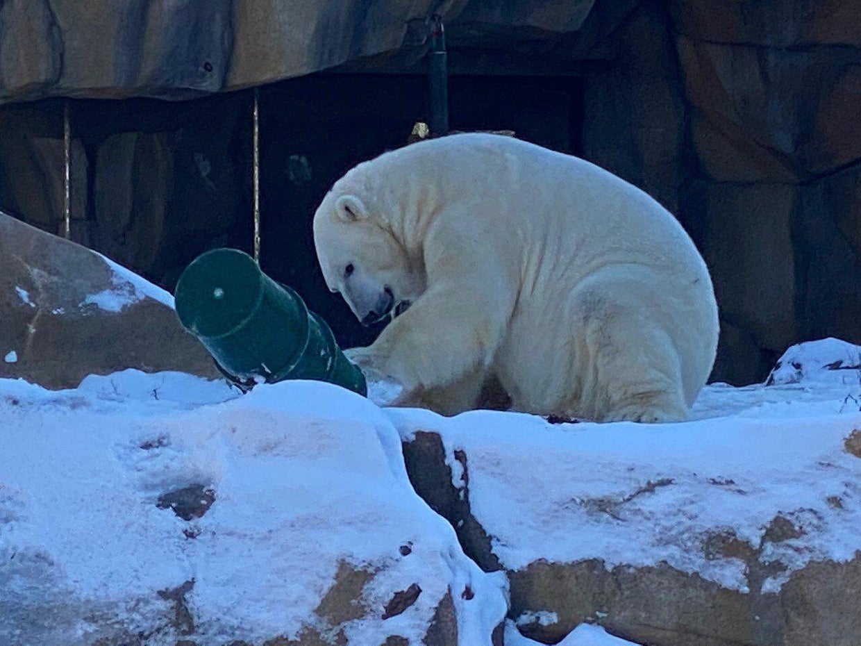 Siku, Lincoln Park Zoo polar bear, is moving to Madison, Wisconsin(01)