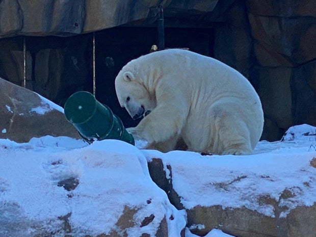siku-polar-bear.jpg 