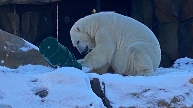 siku-polar-bear.jpg 