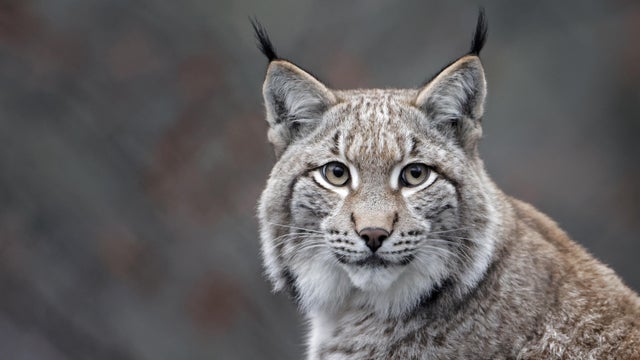 Close-Up Portrait Of Tabby Cat 