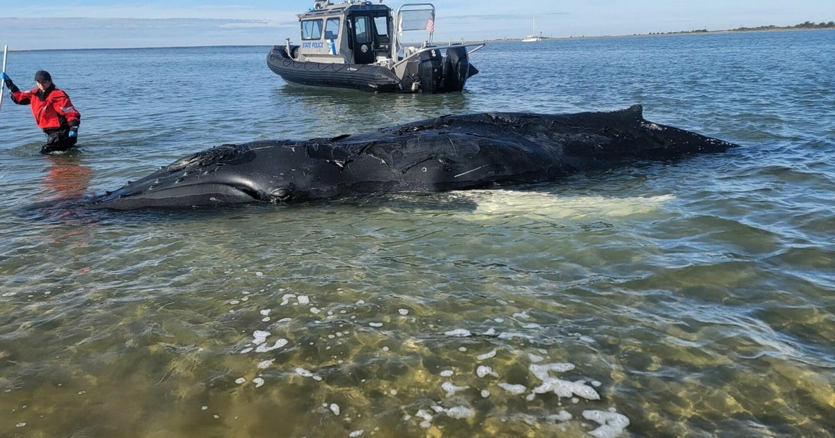 Young humpback whale dies after becoming beached in Long Beach Island, New Jersey