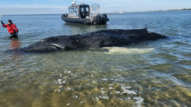 atlantic-city-beached-whale-1.jpg 