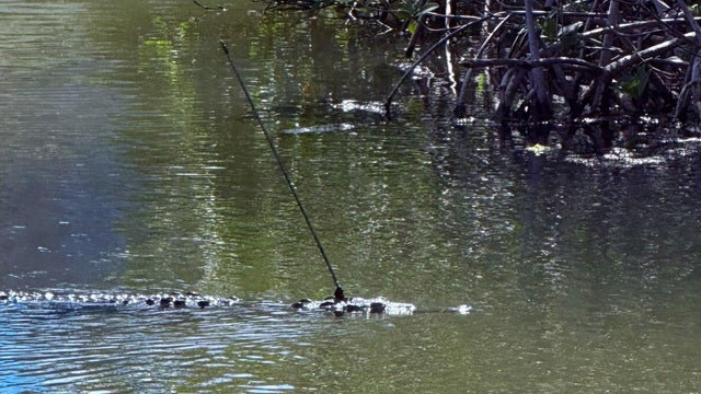 cbsmiami-crocodile-spear-fwc-1.jpg 
