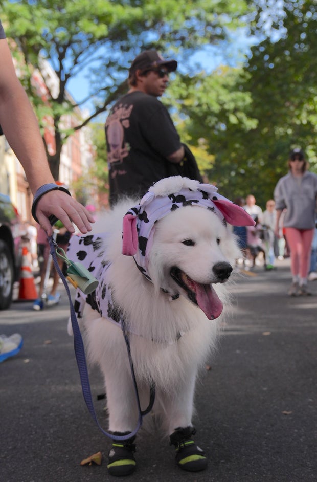 Halloween Dog Parade in NYC