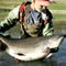 Behind the decline of the American paddlefish