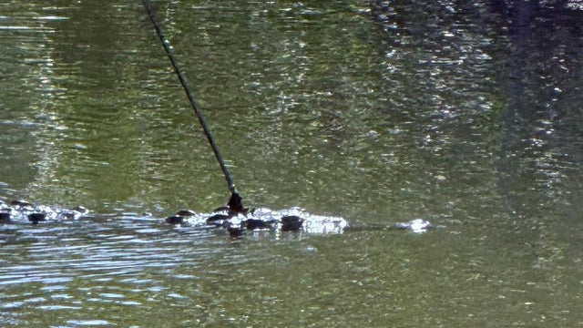 cbsmiami-crocodile-spear-main-1.jpg 