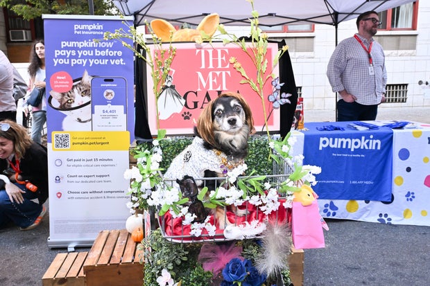 Pumpkin Pet Insurance x Tompkins Square Halloween Dog Parade in NYC