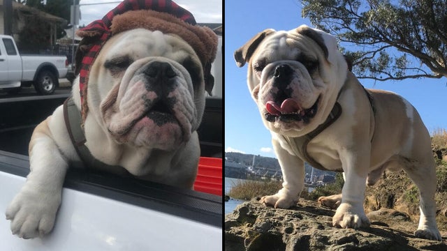 tyson-the-bulldog-vallejo-102125.jpg 