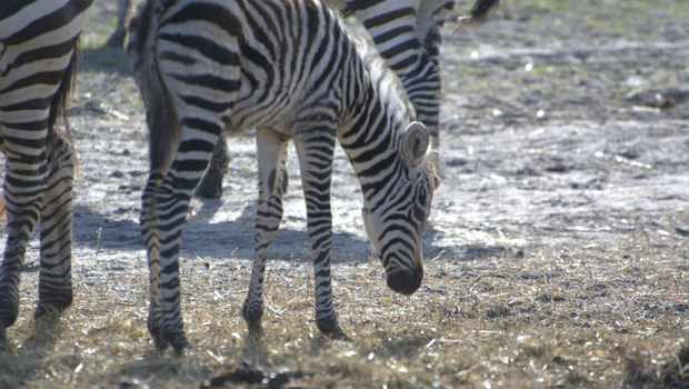Six Flags Wild Safari welcomes 3 zebra foals; check out some of their baby pictures