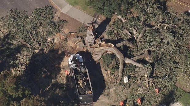 Pleasant Hill toppled tree 